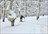 Araucania Backcountry Ski & Ride