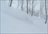 Yuki Pow Progression Tour