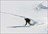 Snow Explorer