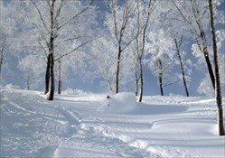 Nagano Powder Chaser