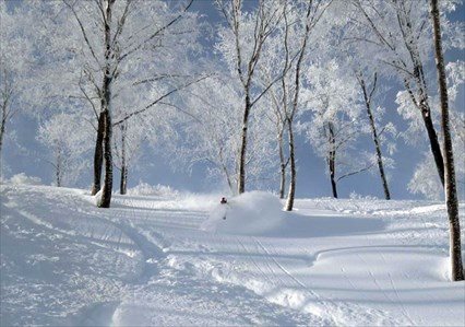 Nagano Powder Zone