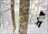 Myoko Explorer Tour