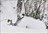Niseko Zen Guided Multi-Day Tours
