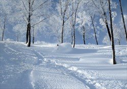 Myoko Powder Tour