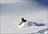 Powder Stagecoach - Day Cat Skiing
