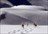 Andes Heli Ski Packages